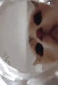 cat face in glass jar
