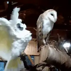Cockatoo flaps wings at unimpressed barn owl