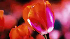 Tulip dissolving into abstract paint