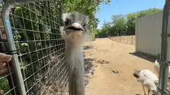 Ostrich pecks camera lens