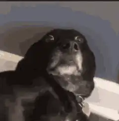 Zooming in on a dog's wide eyes