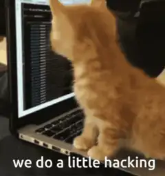 cat doing a little hacking