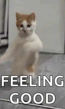 Dancing cat feeling good