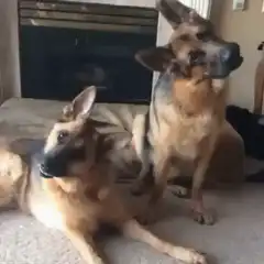 Two German Shepherds reacting to a sound