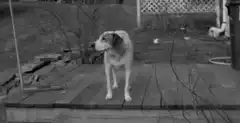 Dog on deck with trash can