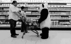 Panda knocks over shopping cart