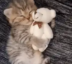 sleeping kitten hugging teddy bear