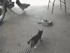 Cat jumps over snake