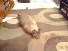 cat stretching on patterned rug