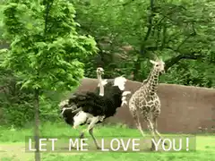 Ostrich and Giraffe Running Together