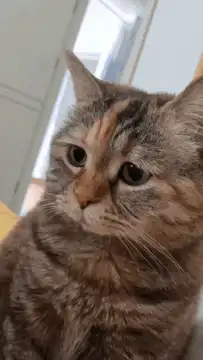 Sad calico cat looking down