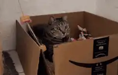 surprised cat in cardboard box