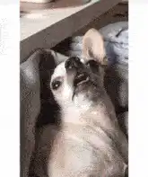 Smiling chihuahua lying on bed