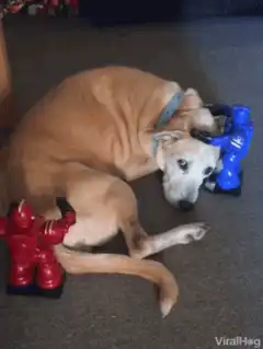 dog lying with red and blue robot toys