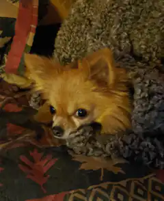 fluffy pomeranian dog under blanket