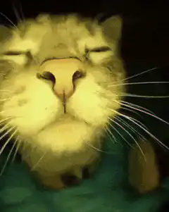 Colorful cat face close-up