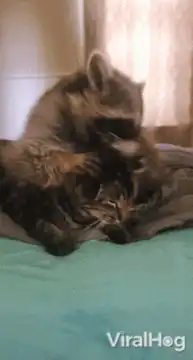 Raccoon cuddling a sleeping cat