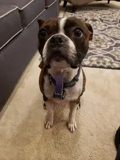 Boston Terrier sitting on carpet