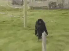 Gorilla dancing in enclosure