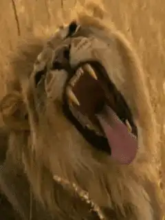 Lion yawning widely