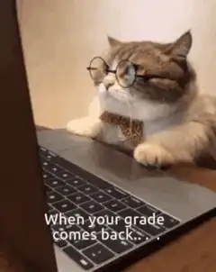Cat with glasses looking at laptop