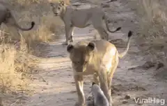 Lion vs Honey Badger standoff