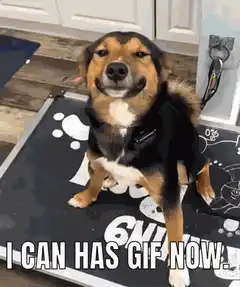 Smiling dog I can has gif now