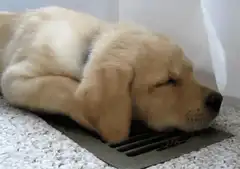 sleeping puppy on floor vent