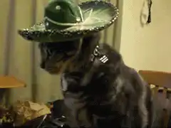 Cat in sombrero says que