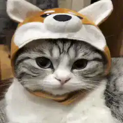 Cat in fox hat looking around
