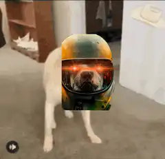 dog laser eyes helmet