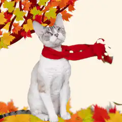 Cat in autumn leaves
