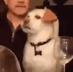 Dog shaking head no