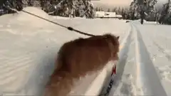 cat skiing in snow