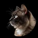 Siamese cat head profile