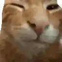 Cat waves hand and closes door