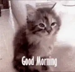 Sleepy Kitten Good Morning