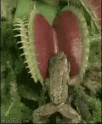 Frog gets eaten by Venus flytrap