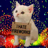 white kitten hates fireworks