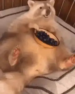 Raccoon eating grapes in bed