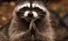 Raccoon praying hands