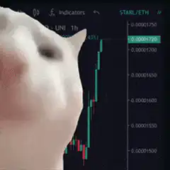 Cat head tilt watching crypto chart