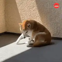Shiba Inu licking paw and looking up