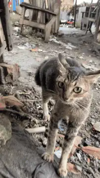 Cat with wide shocked eyes