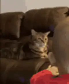 judgy cat zooming in