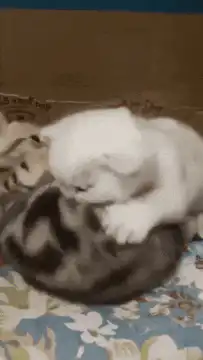 white kitten cuddling with tabby kitten