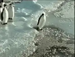 Penguin slips and falls on ice