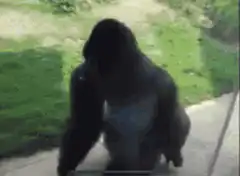 gorilla slams into glass