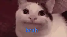 Bruh Cat