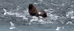 Sea lion barking in water with seagulls